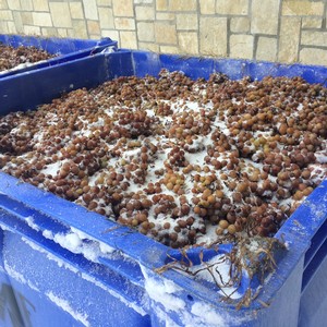 Ice Wine Harvest