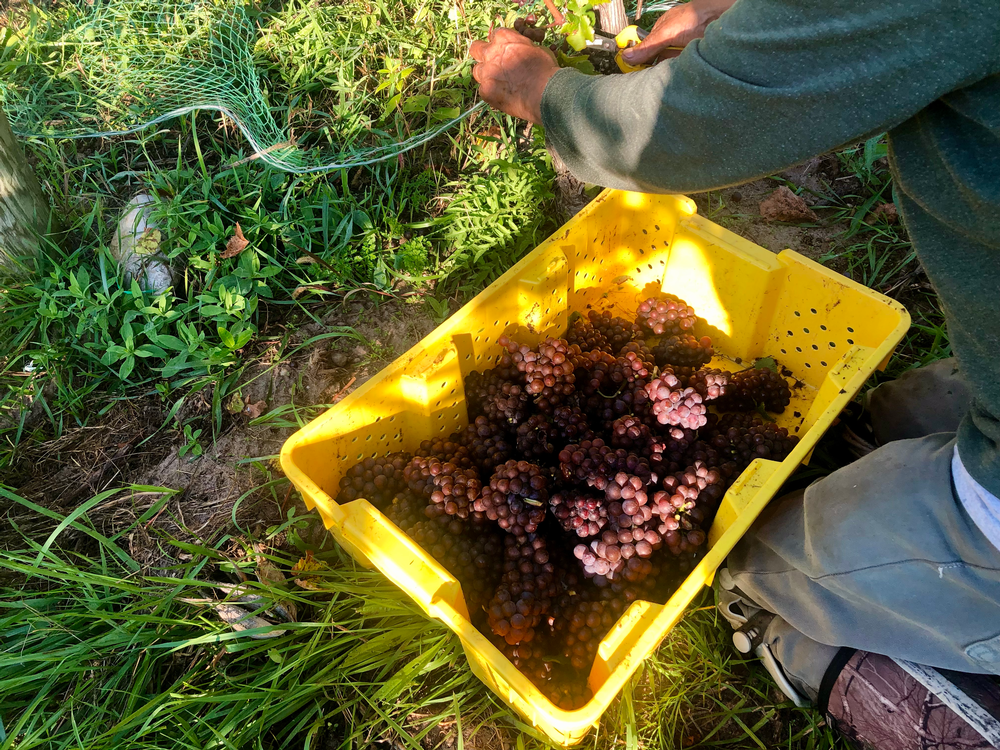 Freshly harvested grapes