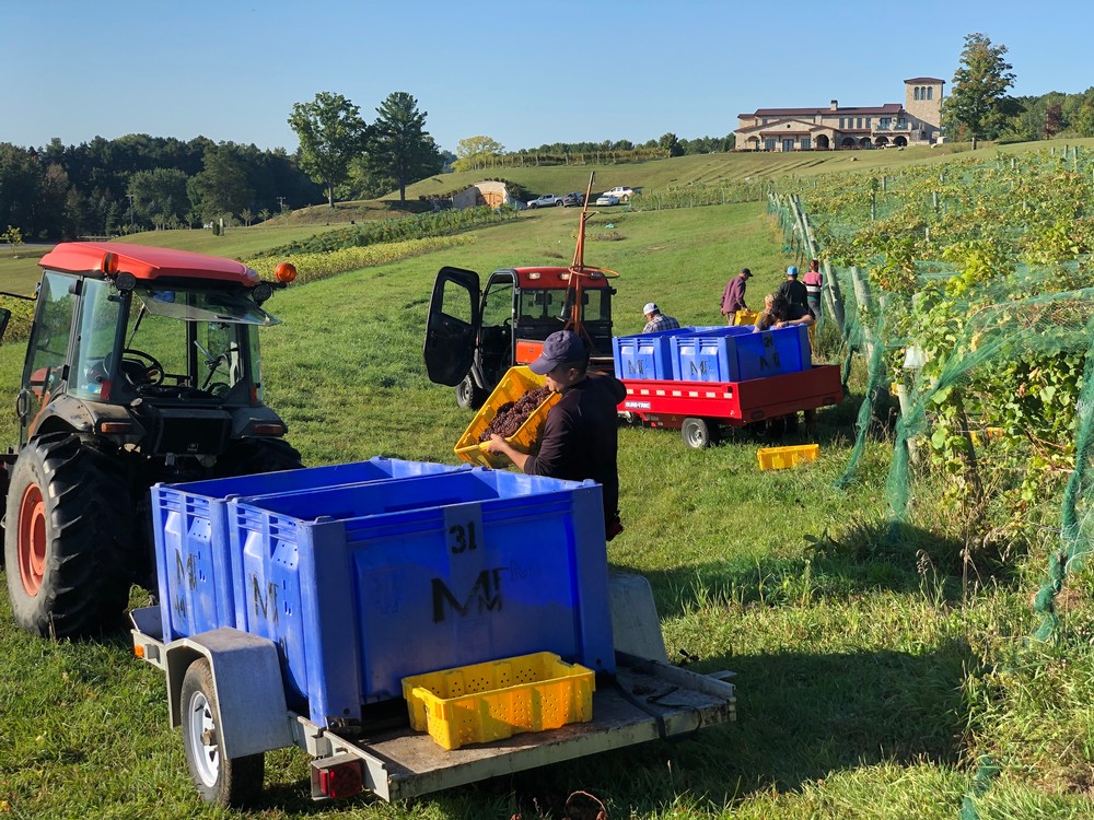 MFM Crew harvesting grapes from the Bella Vista Vineyard