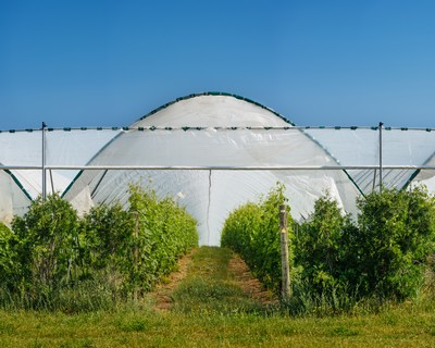 Nella Serra Hoop House at Jamieson Vineyard