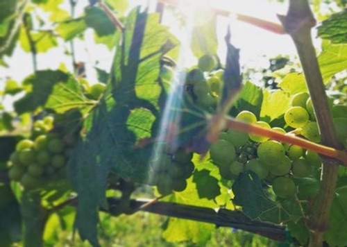  White grapes on the vine