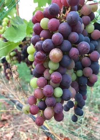 Red Grapes on the vine